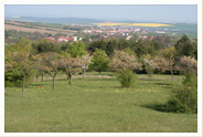 okoli